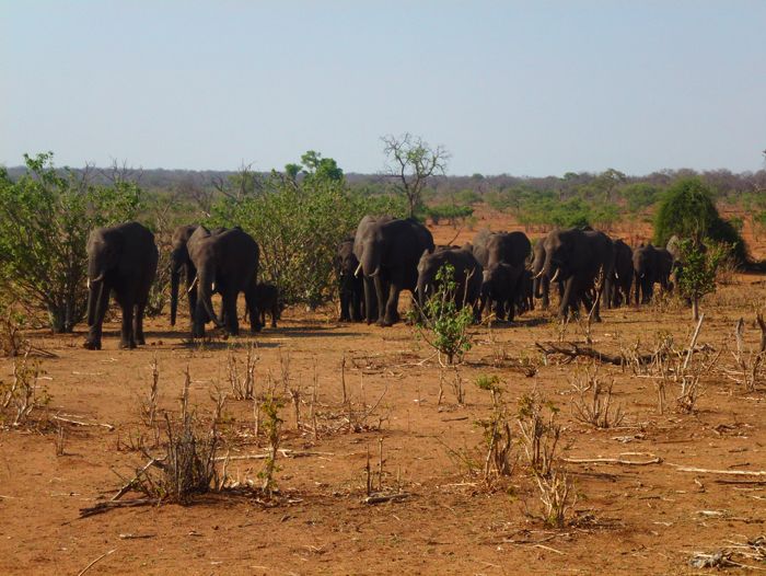 Eléphants de Chobe, Botswana - Thierry M. 