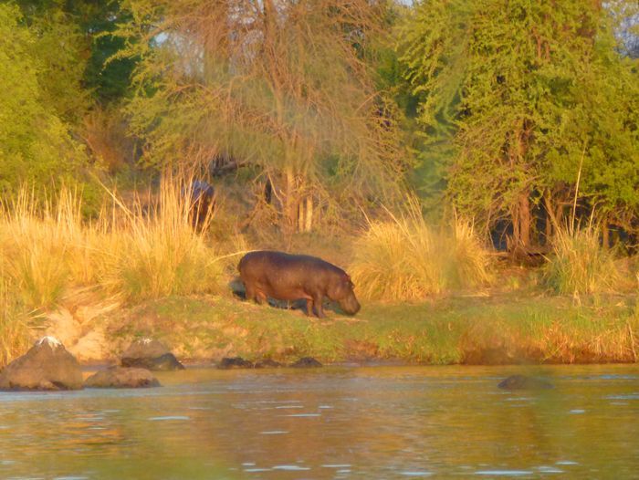 Hippopotames du Kawango - Thierry M. 