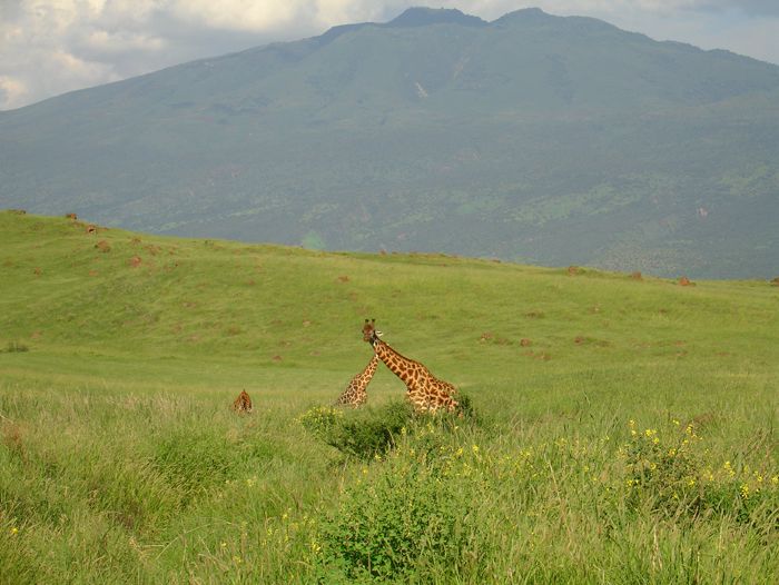 Girafes dans les Gol Mountains - Thierry