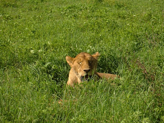Lions du parc Serengeti - Thierry M.
