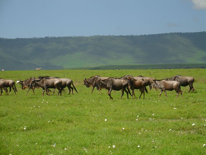 Image Safari en Tanzanie, les plus beaux parcs animaliers