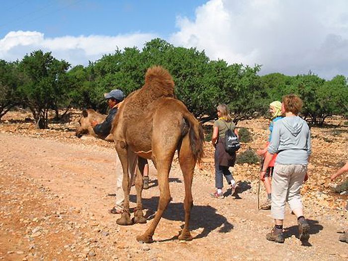 Image Essaouira, randonnée chamelière sur la côte Atlantique