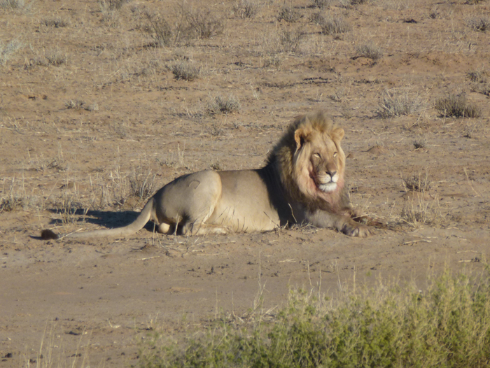 Lion d'Etosha - Thierry