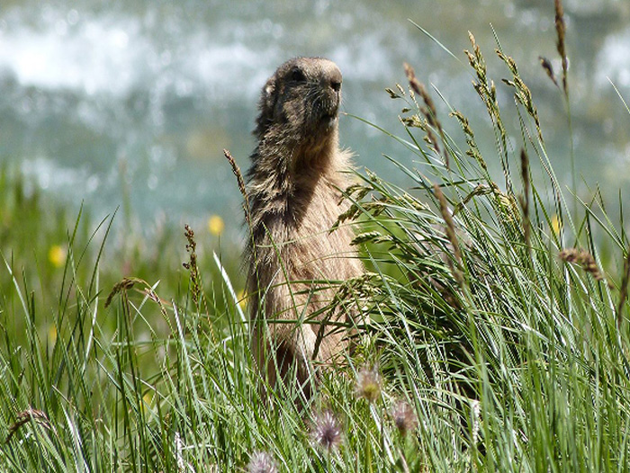 Parc de la Vanoise : Marmotte - Thomas P.