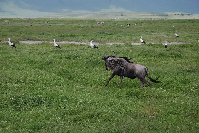Image Trek chez les Masaïs et safaris