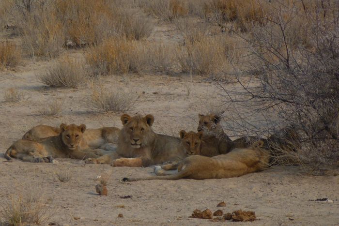 Lions du Serengeti - Thierry M.