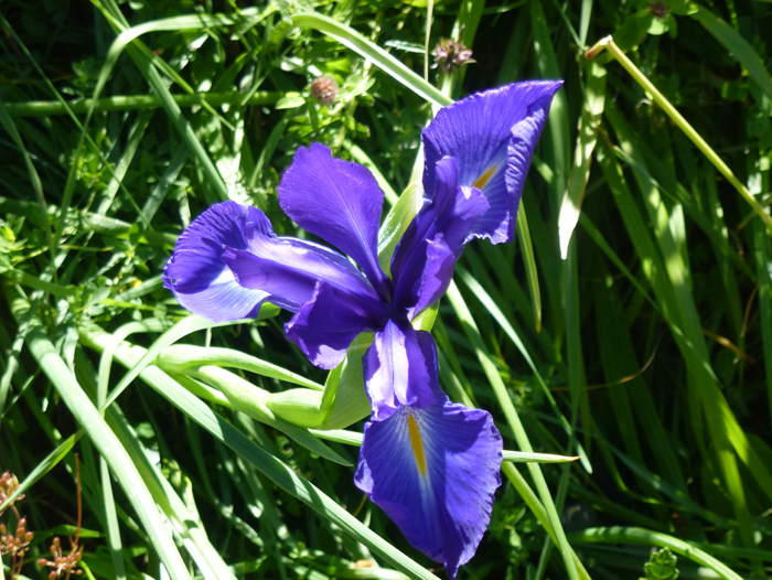 Iris des Pyrénées - Sarah M.