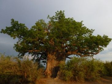 Mbwabwata baobab - Thierry M. 