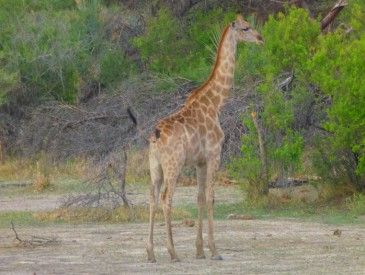 Mbwabwata girafe - T.Modolo