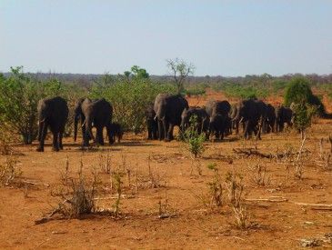 Troupeau elephants Botswana - T.Modolo
