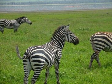 Zebres du Ngorongoro - Thierry M.