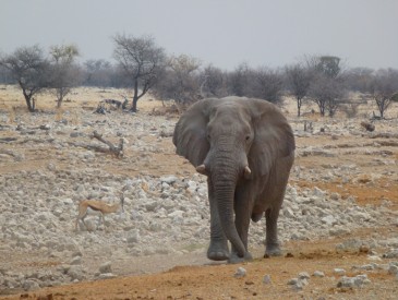 Safari à Etosha - Thierry M.