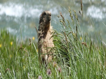 Parc de la Vanoise : Marmotte - Thomas P.