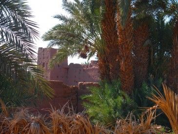 Oasis d'Oulad Driss - Thierry M.