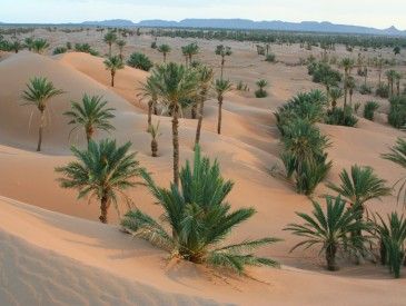 Dunes et palmiers de Oulad Driss - Jean Do B.